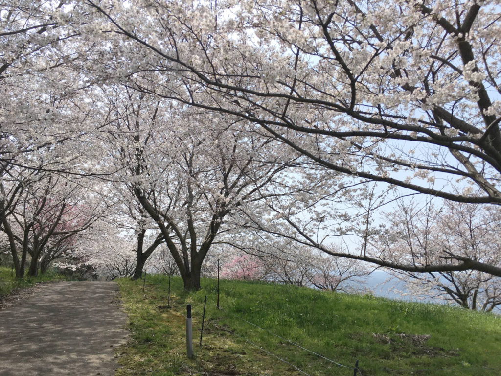 海の見える桜の園