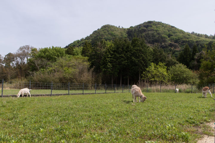 山羊の放牧プロジェクト – 始動